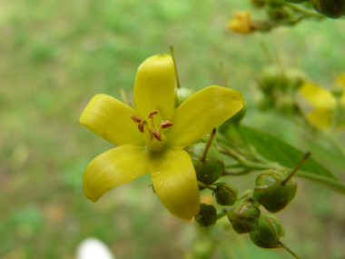 Fleurs jaune vif regroupées en panicule présentant quelques feuilles à la base. Agrandir dans une nouvelle fenêtre (ou onglet)